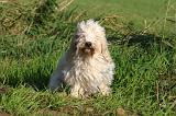 PTIT BASSET GRIFFON V.  019